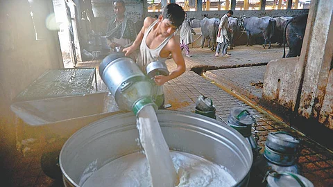 Milk Subsidy