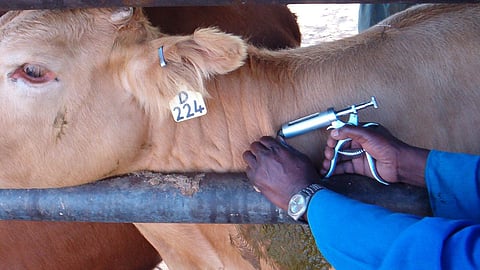 Animal Disease