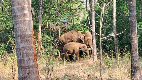 Elephants