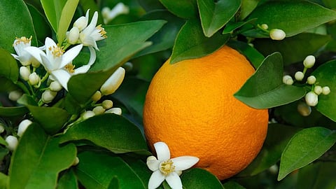 Orange