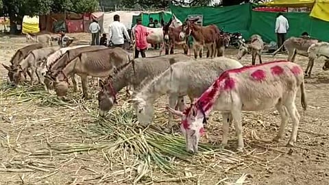Donkey Market