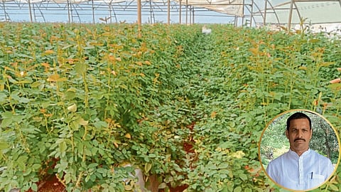 Rose Farming