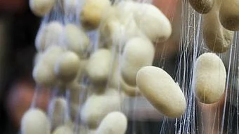 Silk Cocoon