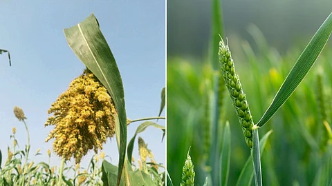 Wheat And Jowar Crop
