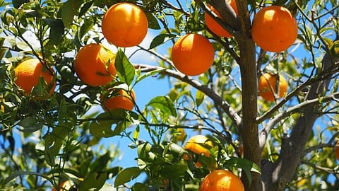 Orange