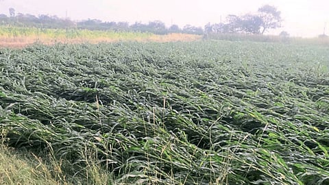 Crop Damage