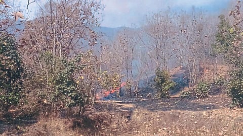 Forest Fire