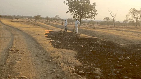 Forest Fire