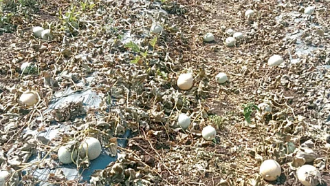 Watermelon, melon crop