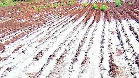 Kolhapur Shirol Land