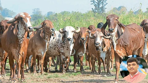 Gir Cow