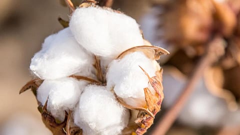 Cotton