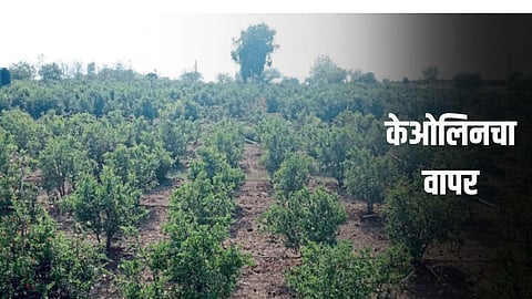 Use of Kaolin in Orchard