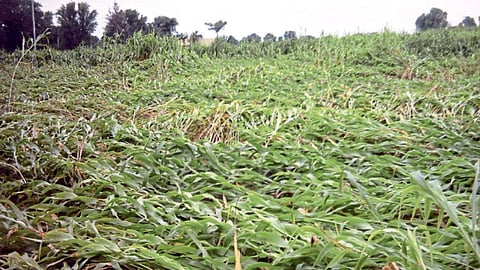 Crop Damage