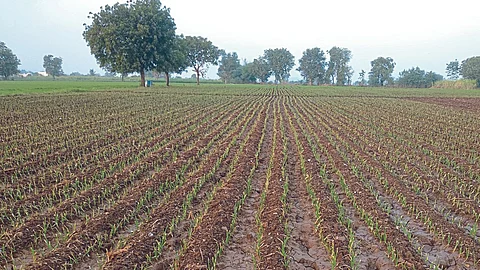 Onion Cultivation
