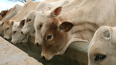 Animal Dehydration