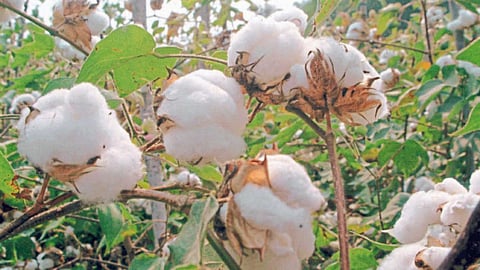 Cotton
