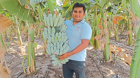 Banana Variety