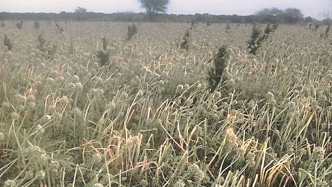 Crop Damage