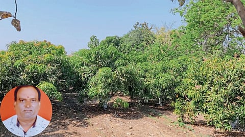 Mango Orchard