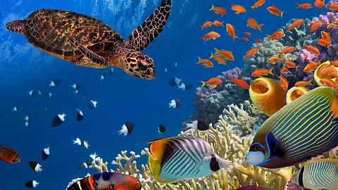 Marine Species