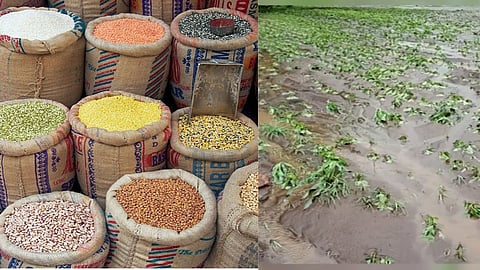 Food grain