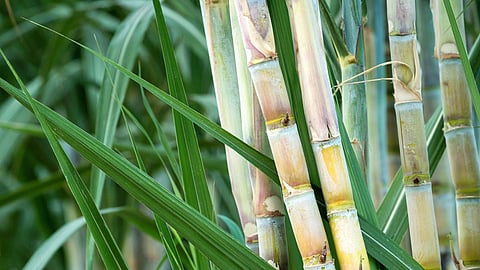 Sugarcane Season