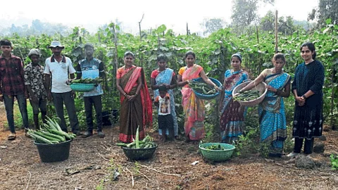 Agriculture Employment