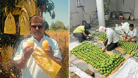 Kesar Mango