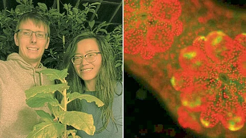 Gene discovery