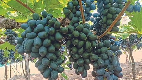Grape Export