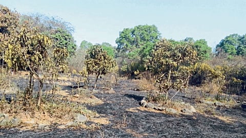 Mango Tree