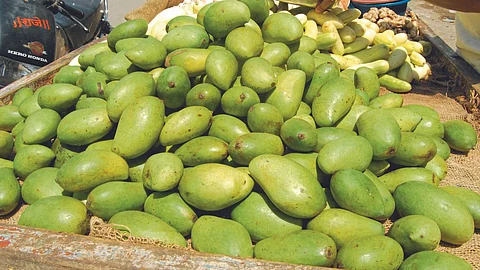 Mango Season