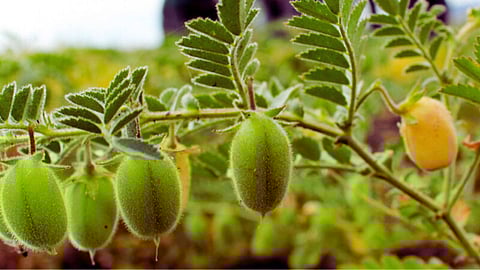 Chana Crop