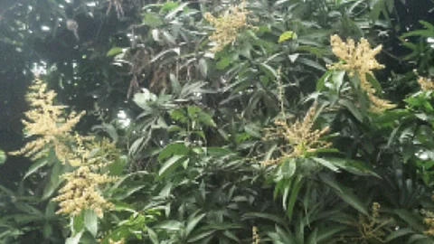 Mango Blossom