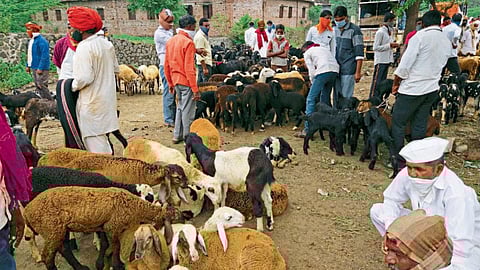Goat-Blacksheep Market