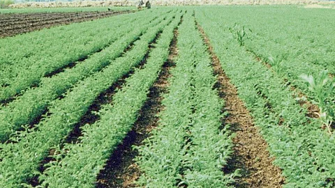 Chana Farm