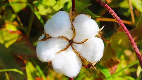 Cotton