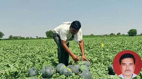 Watermelon Farming