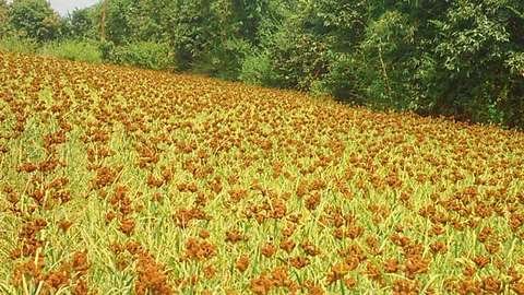 Ragi Crop