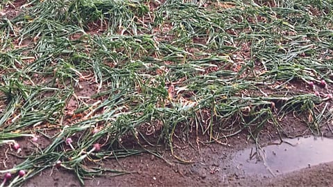 Crop Damage