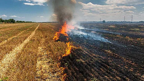Paddy Stubble Burning