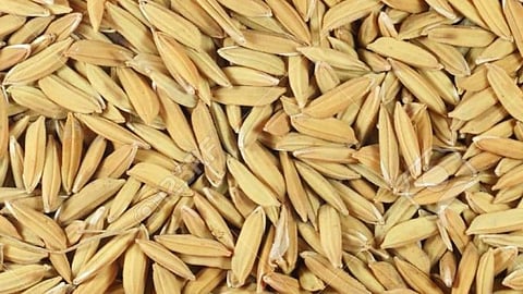 Paddy Seeds