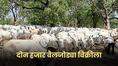Animal Market