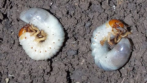 Humani Worms Crop Damage