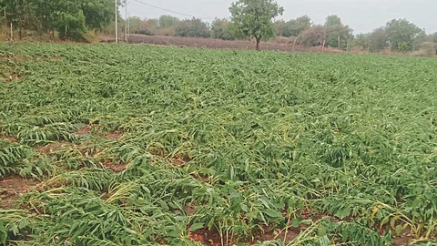 Crop Damage