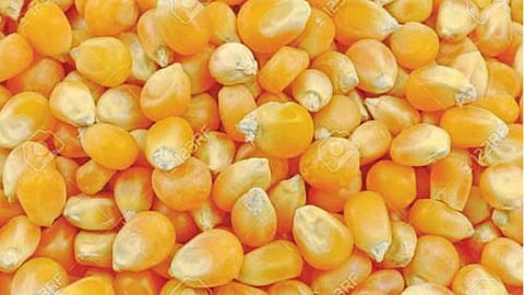 Maize