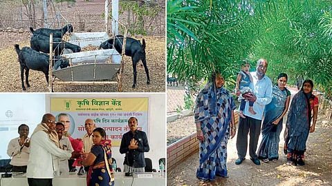 Sureshrao Shedge and Goat Farming