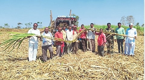 Sugarcane Production
