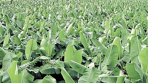 Crop Survey